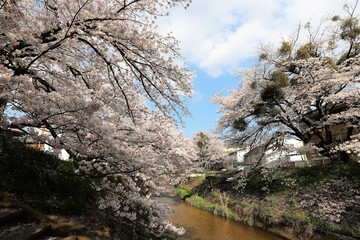 桜井市　粟原川の桜並木