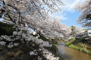Fototapeta premium 桜井市 粟原川の桜並木