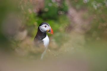 Atlantic Puffin - Fratercula arctica, also known as the common puffin, is a species of seabird in the auk family. his puffin has a black crown and back, pale grey cheek patches and white underparts.