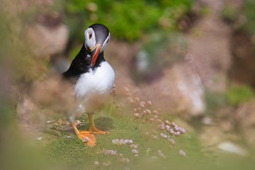 Atlantic Puffin - Fratercula arctica, also known as the common puffin, is a species of seabird in the auk family. his puffin has a black crown and back, pale grey cheek patches and white underparts.