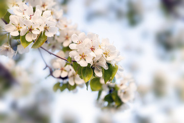 Background of Apple tree branches with white flowers