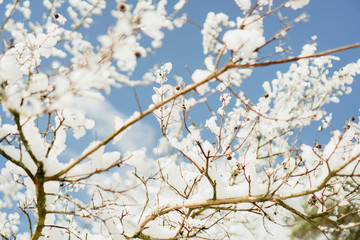 Obraz premium cherry blossom against blue sky