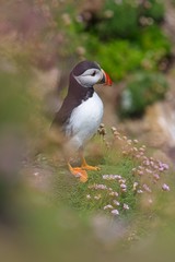 Close-up of a puffin, Atlantic Puffin, Puffin, Fratercula artica, artic black and white cute bird with red bill sitting on the rock, Sea bird from Iceland. Cute bird on the rock cliff