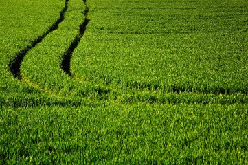 Green grass