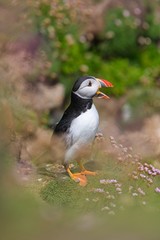 Close-up of a puffin, Atlantic Puffin, Puffin, Fratercula artica, artic black and white cute bird with red bill sitting on the rock, Sea bird from Iceland. Cute bird on the rock cliff