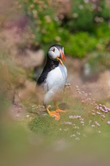 Close-up of a puffin, Atlantic Puffin, Puffin, Fratercula artica, artic black and white cute bird with red bill sitting on the rock, Sea bird from Iceland. Cute bird on the rock cliff