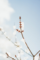 tree branches against blue sky