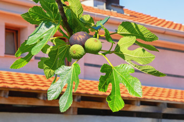 Branch of  fig tree ( Ficus carica ) with leaves and fruits near house with red tiled roof on sunny...