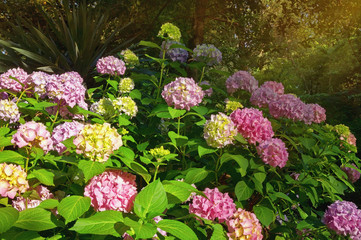 Flowers of hydrangea  (  Hydrangea macrophylla ) in garden
