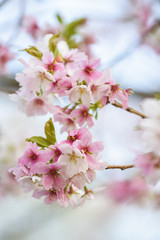 Blossom tree with pink flower petals on natural blue sky background