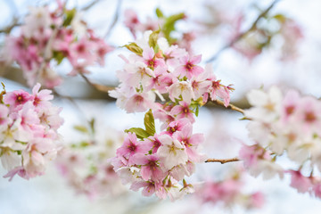 Blossom tree with pink flower petals on natural blue sky background