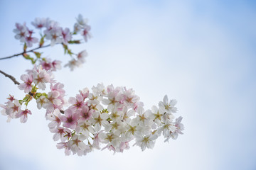 Blossom tree with pink flower petals on natural blue sky background