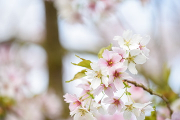 Fototapeta premium Blossom tree with pink flower petals on natural blue sky background