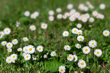 white daisy flowers in green grass