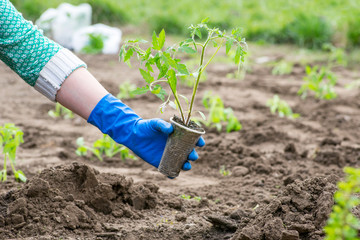 Woman farmer is holding tomato seedlings in her hands for planting. Planting seedlings in the spring in the ground