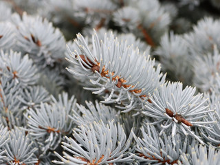 Naklejka na ściany i meble Close-up of blue spruce branches with needles