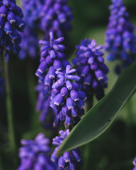 Close-up of blue-purple grape hyacinth