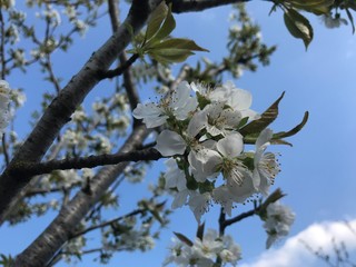 apple tree blossom