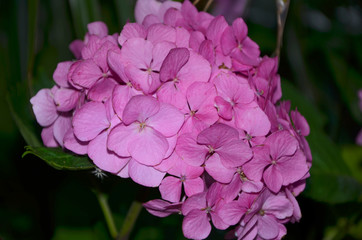 pink hydrangea beautiful flowers in the summer garden close-up