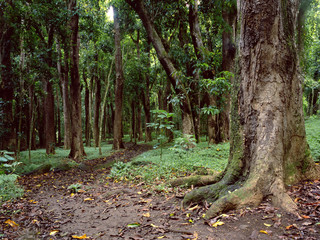 Obraz premium Trail In Kauai