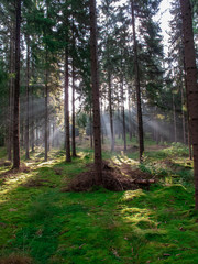 Fototapeta premium FOREST IN THE CZECH REPUBLIC WHEN SUNSET IN THE SPRING. LIGHT THROUGH BETWEEN TREES