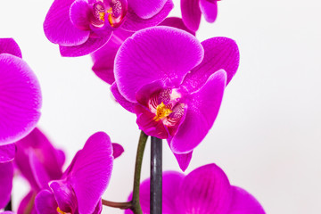 Naklejka na ściany i meble beautiful purple Phalaenopsis orchid flowers, isolated on white background. Floral tropical design element for cosmetics, perfume, beauty care products.