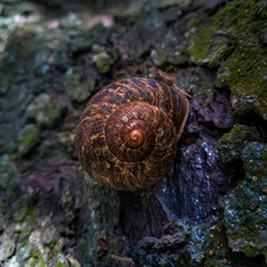 Snail sheltered in its shell in a tree