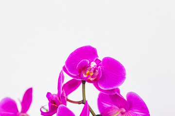 Fototapeta na wymiar Phalaenopsis yellow red stripe x hybrid Orchid flower bloom with soft focus and yellow background. Floral tropical design element for cosmetics, perfume, beauty care products.