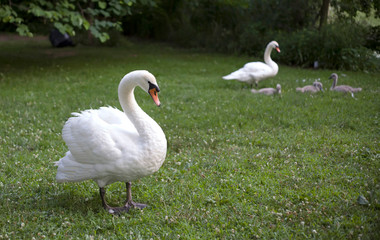 Family of swan in Prospect Park Brooklyn New York