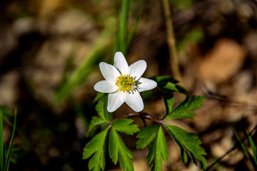 white flowers in the garden
