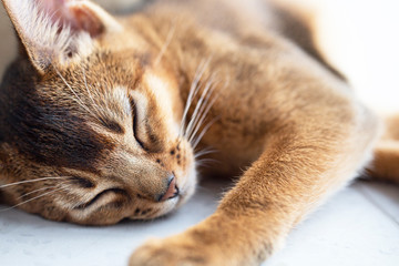 Abyssinian cat sleeping on a warm floor light close up in the background