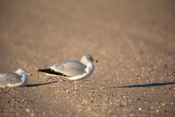 Ring Billed Gull