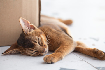 Abyssinian cat sleeping on a warm floor light cardboard box in the background