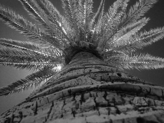 Low Angle View Of Palm Tree