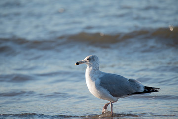 Ring BIlled Gull