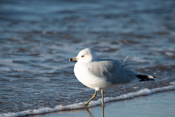 Ring BIlled Gull