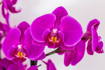 Obraz na płótnie Canvas beautiful purple Phalaenopsis orchid flowers, isolated on white background. Floral tropical design element for cosmetics, perfume, beauty care products.
