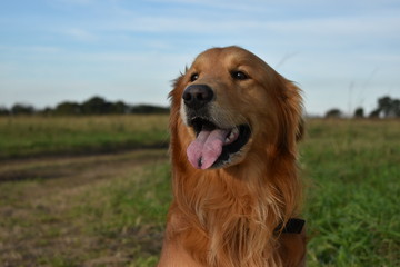 golden retriever on the grass