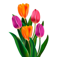 Vector tulips on isolated background