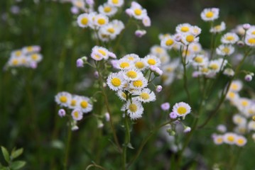 Filadelphia fleabane flowers / Asteraceae perennial plant.