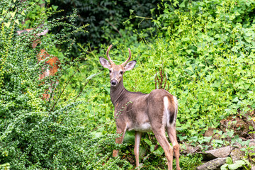 Male White-Tailed Deer with Horns