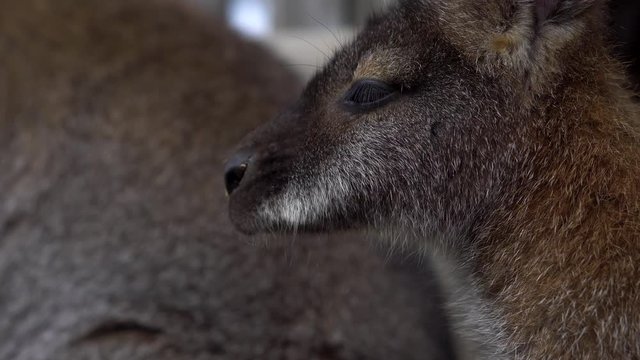 Detail to woman's hand feeding young sweet kangaroos with cabbage - close up 4k