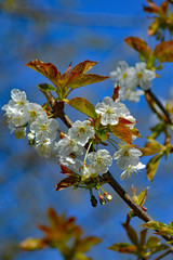 Spring time