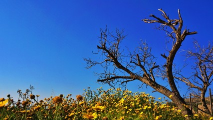 Yellow flowers against blue sky and tree at the field