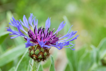 The blue flower of a cornflower is just opening. Close-up, isolated against blurred background.