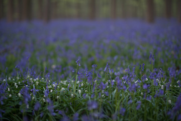 Bluebell forest in Hallerbos Belgium