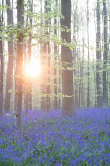 Bluebell forest in Hallerbos Belgium