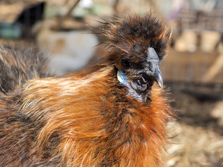 Bright unusual and exotic bird. Chinese silk chicken, portrait
