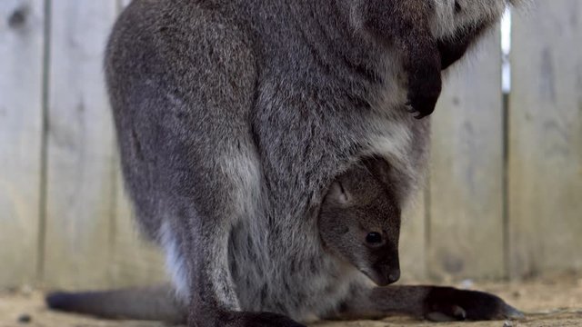 A sweet young Australian Kangaroo baby is hiding in her mother's bag and it is paying attention to the dangers - detail close up 4k