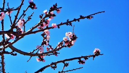 Blooming flowers at the tree and blue skye - hope for new life